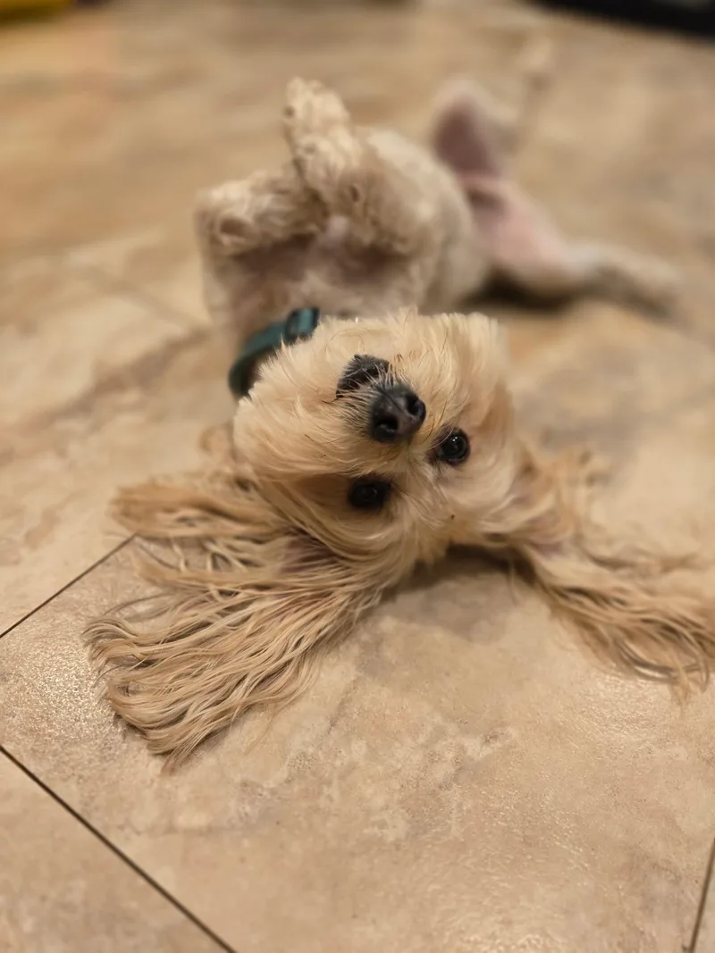 Buster Brown thumbnail 6