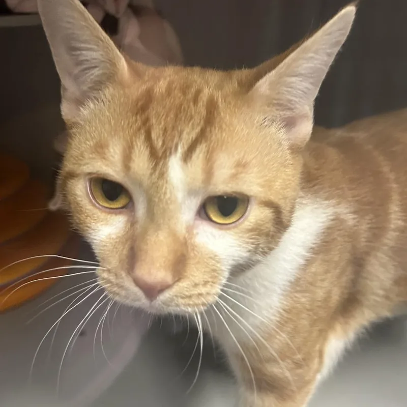 A young medium-sized male Orange / Red Domestic Short Hair cat named Chett for adoption in Columbus, NC