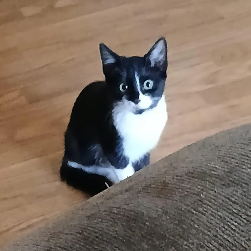 A baby medium-sized male Black & White / Tuxedo Tuxedo cat named Cosmos for adoption in Dallas, TX