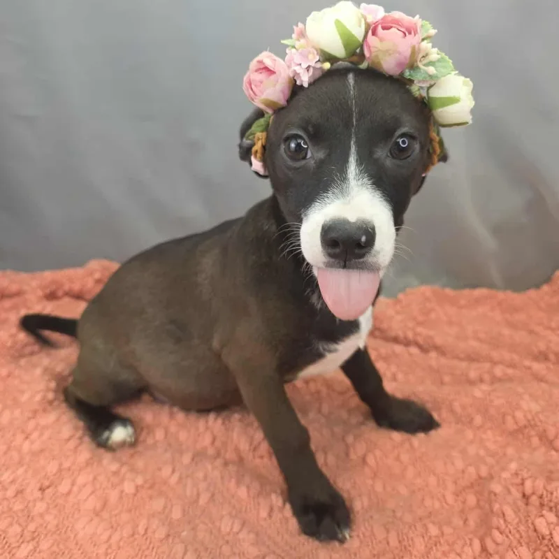 Lola thumbnail 2
