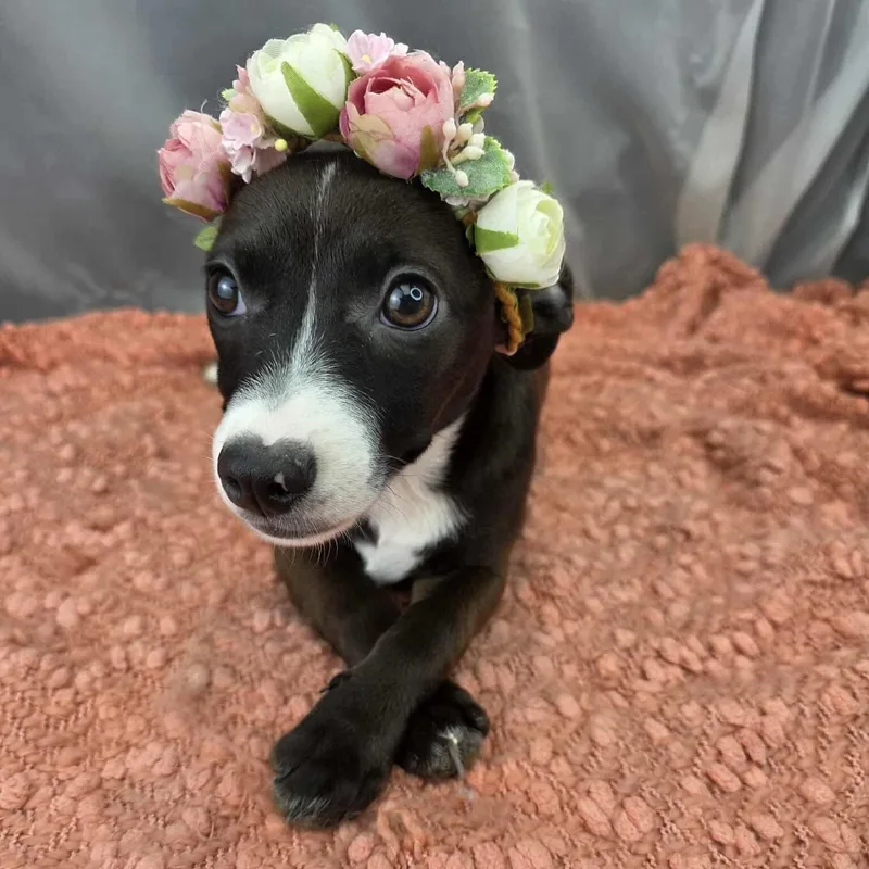 Lola thumbnail 4