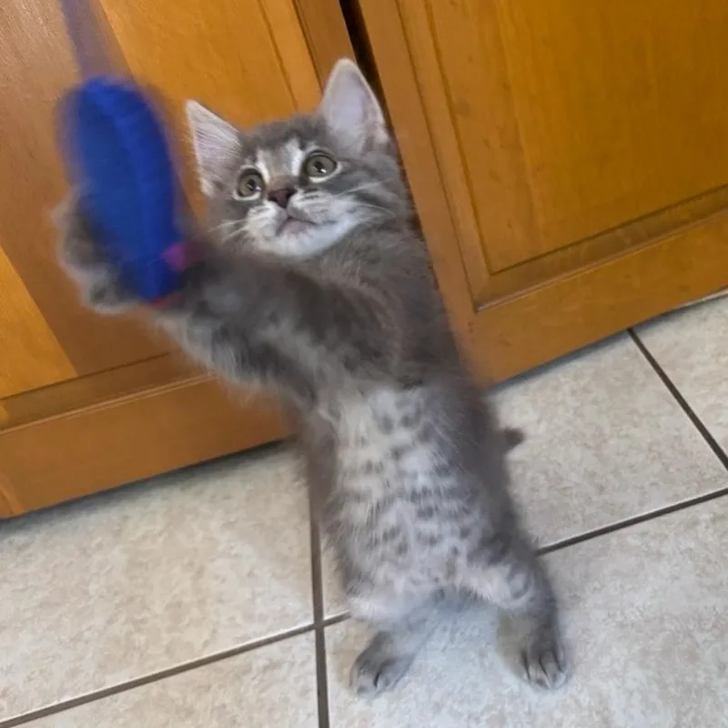 A baby small-sized male Gray / Blue / Silver Domestic Short Hair cat named Channel Islands for adoption in Westminster, CA