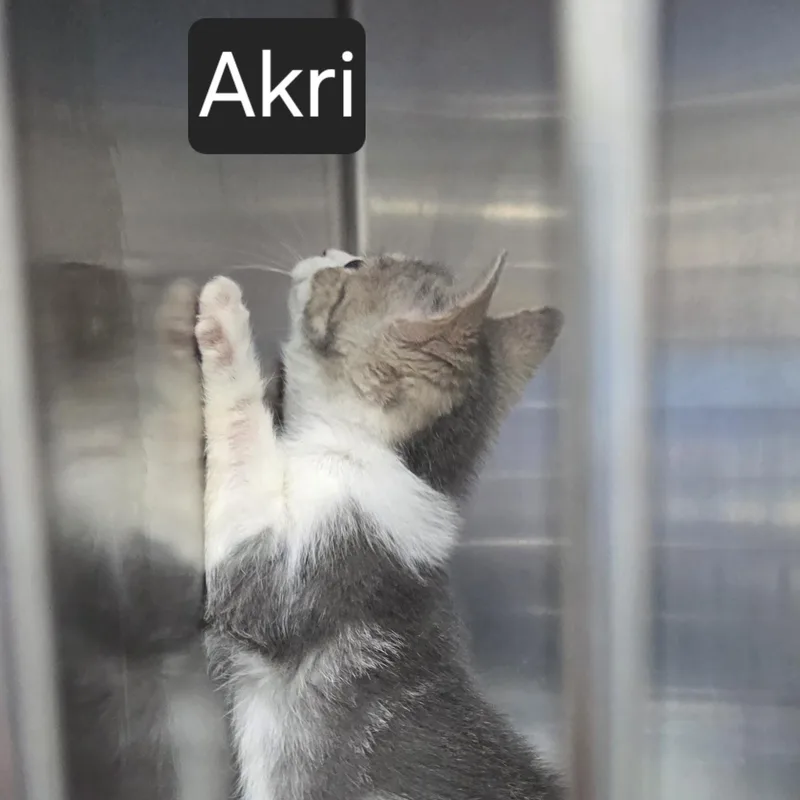 A baby medium-sized male Gray & White Domestic Short Hair cat named Akri for adoption in SNOW HILL, NC