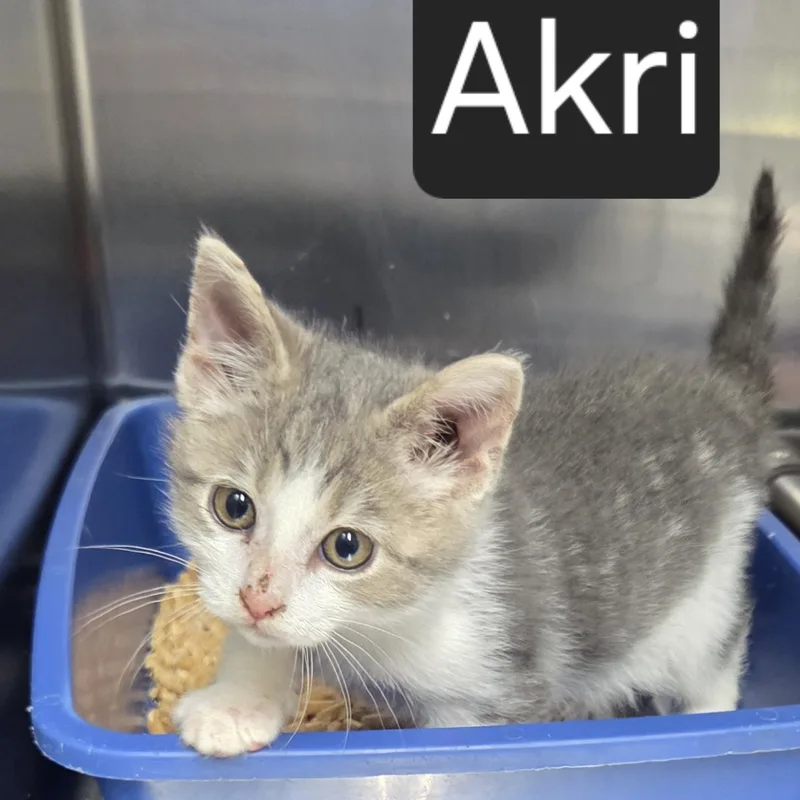 Akri thumbnail 2