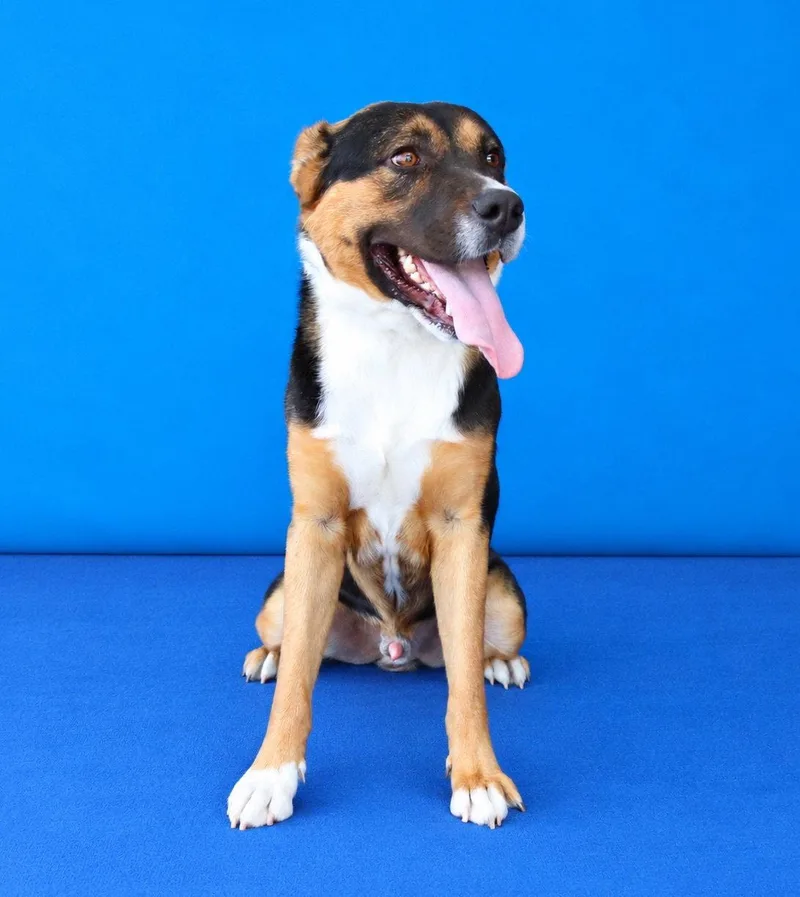 An adult medium-sized male Shepherd dog named Abner for adoption in Pasadena, CA