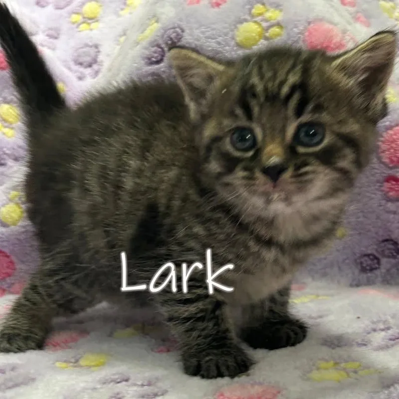 Lark