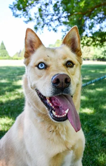 An adult small-sized female Siberian Husky dog named Rory for adoption in Yakima, WA