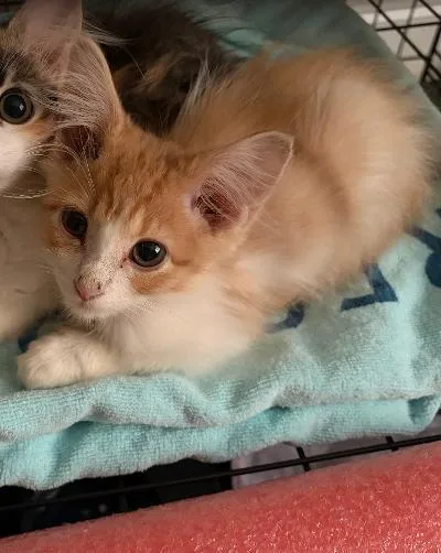 A baby medium-sized male Orange & White Domestic Short Hair cat named Whiskey for adoption in Mokena, IL