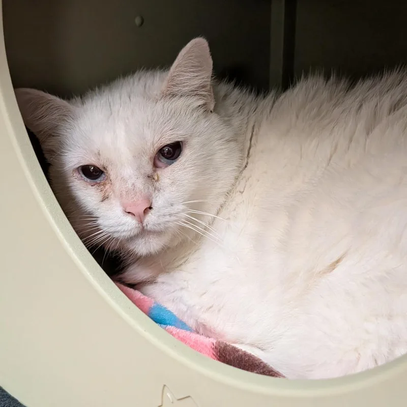 A senior large-sized male White Domestic Short Hair cat named Alvin for adoption in Titusville, FL