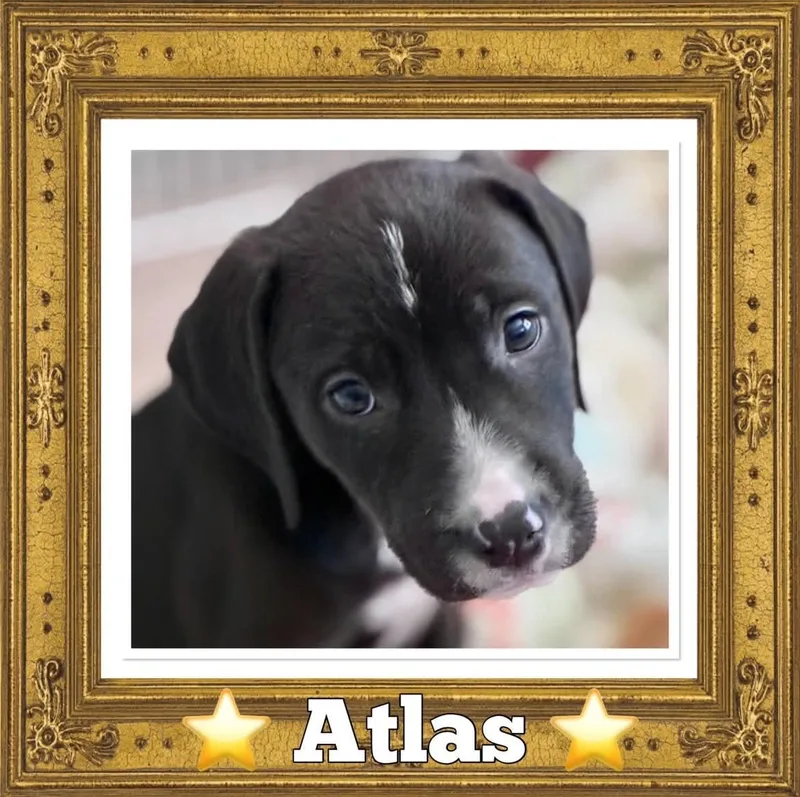 Atlas