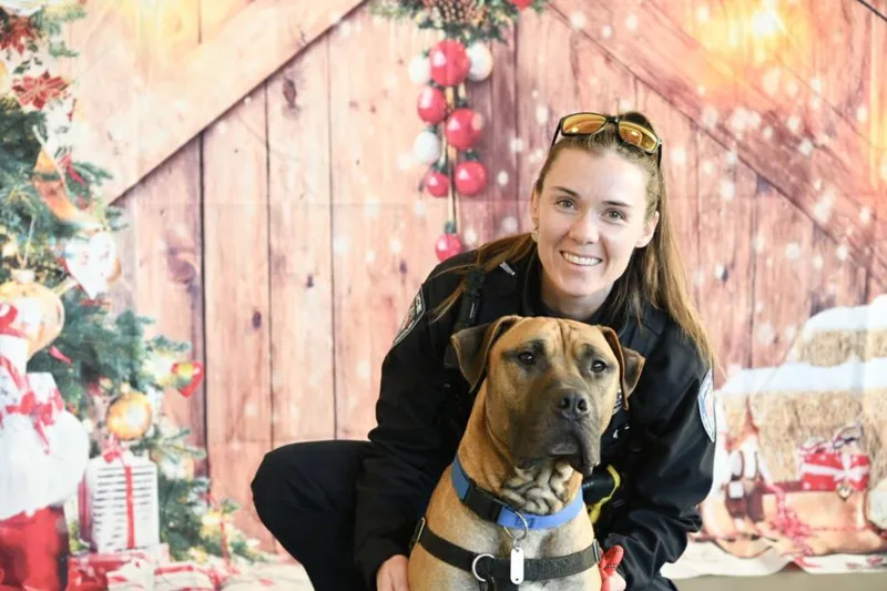 An adult large-sized male Presa Canario dog named Thanos for adoption in Chapel Hill, NC