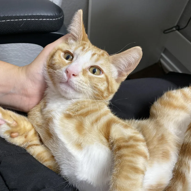A baby medium-sized male Orange & White Domestic Short Hair cat named Talus for adoption in Davis, CA