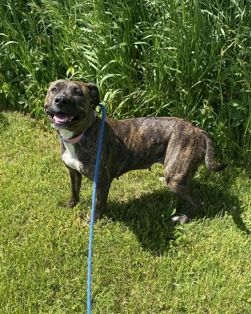 An adult medium-sized female Brindle Catahoula Leopard Dog dog named Baby Girl for adoption in Allegan, MI