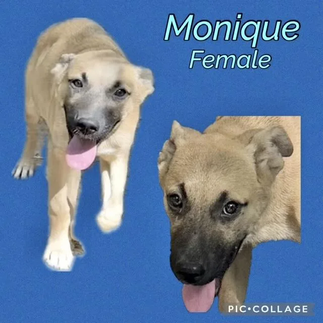 A baby medium-sized female Belgian Shepherd / Malinois dog named Monique for adoption in Manchester, CT
