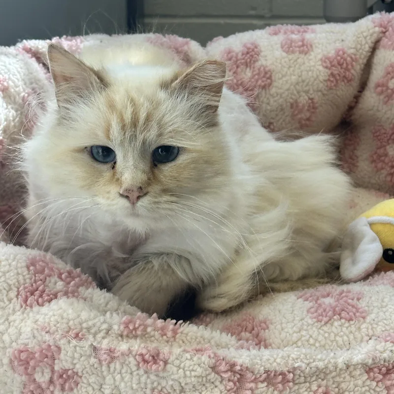 An adult small-sized female Domestic Long Hair cat named Siggy for adoption in Kearney, NE
