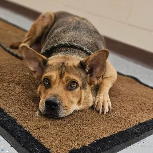 An adult large-sized female Shepherd dog named Sadie G for adoption in Fairfax, VA