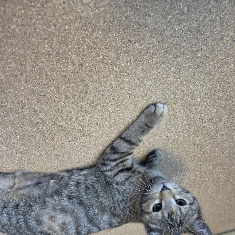 A baby small-sized female Domestic Short Hair cat named Ankylosaurus for adoption in Brookings, SD