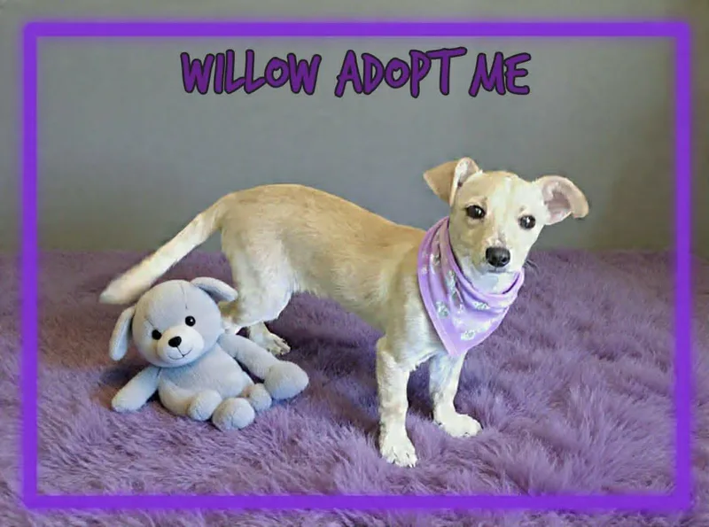Willow thumbnail 3