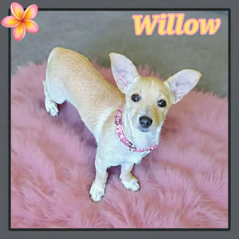 Willow thumbnail 4