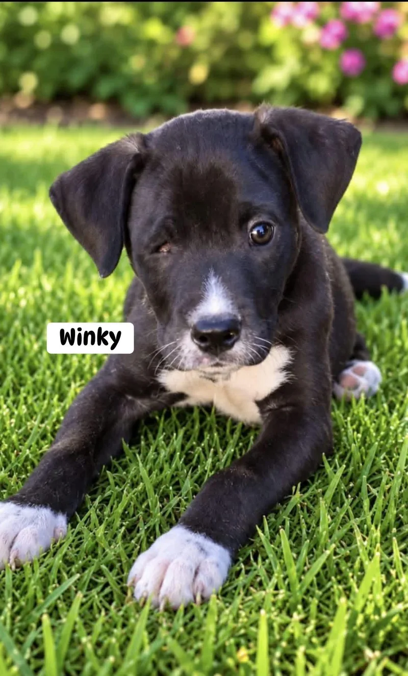 A baby medium-sized male Black Mixed Breed dog named Winky for adoption in Brewton, AL