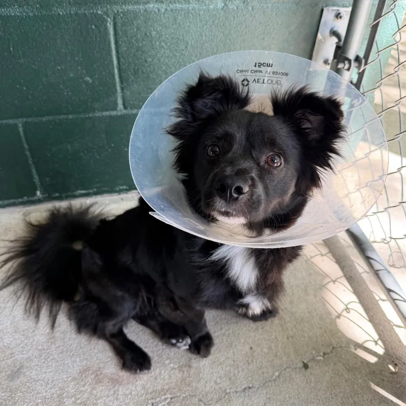 An adult small-sized male Black Pomeranian dog named Fig for adoption in Carencro, LA