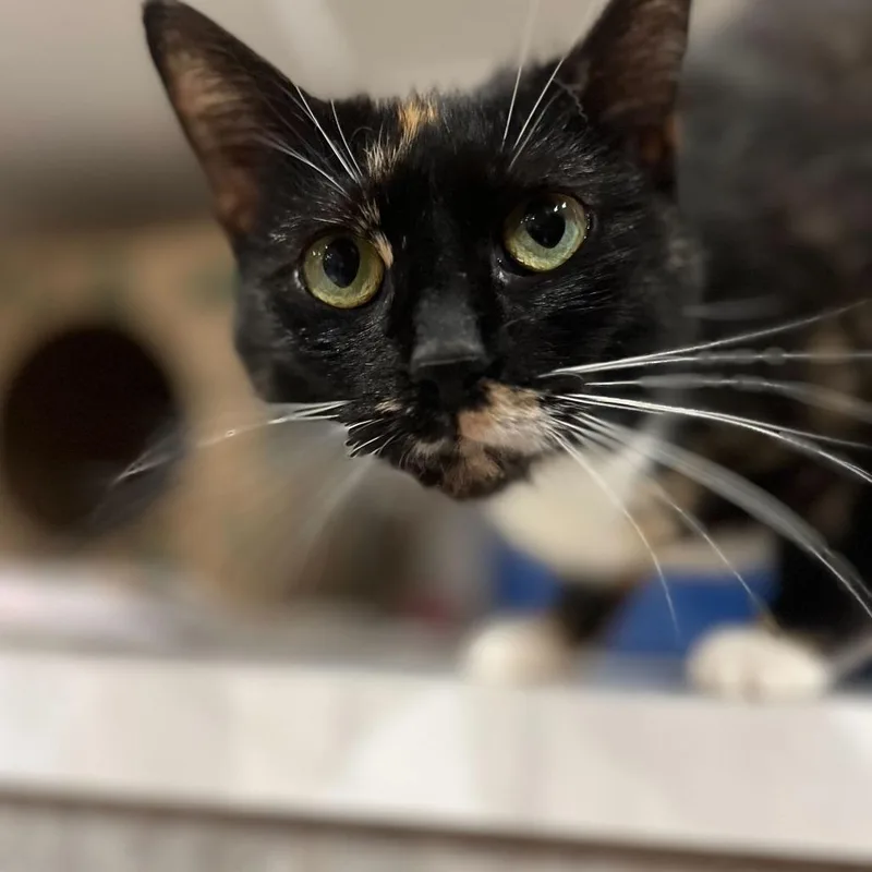 A young small-sized female Calico Domestic Short Hair cat named Zipline for adoption in Durham, NC