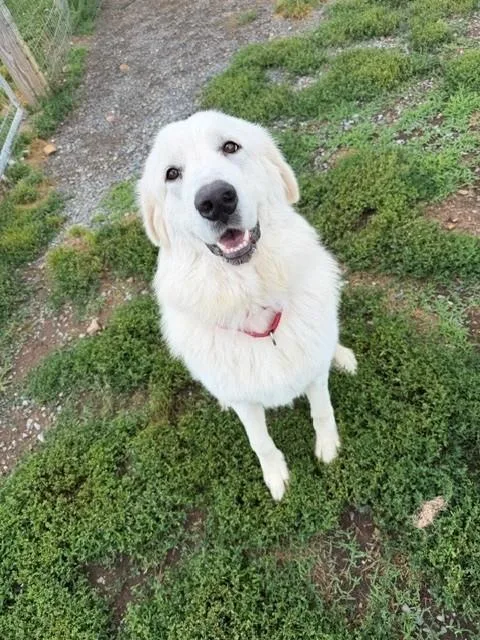 Luna thumbnail 2