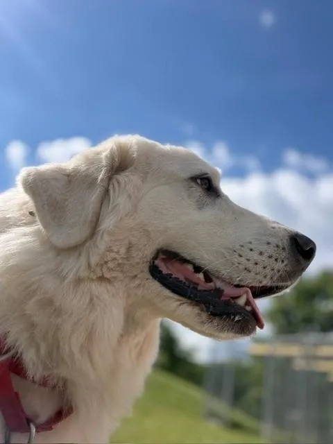 Luna thumbnail 3