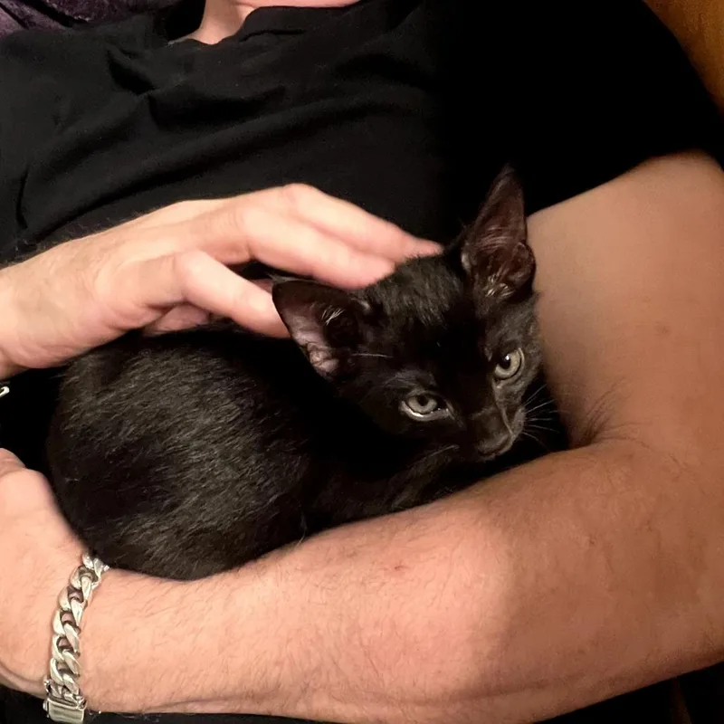 A baby small-sized female Black Domestic Medium Hair cat named Maisie for adoption in Los Angeles, CA