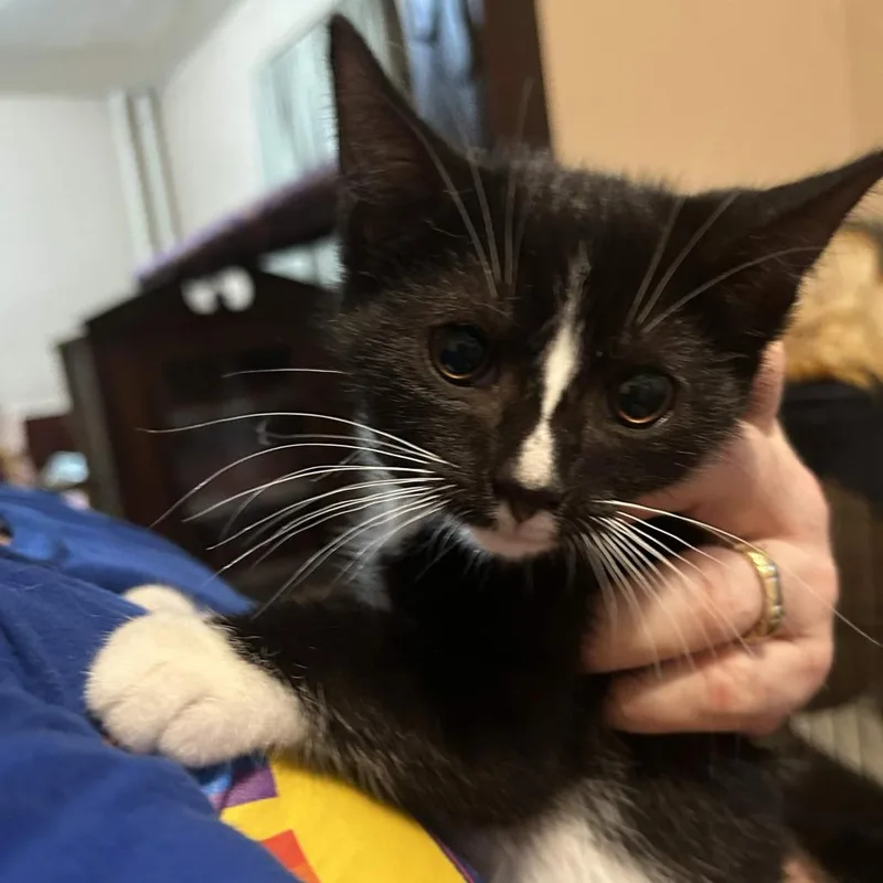 A baby small-sized female Black Domestic Short Hair cat named Piccolo for adoption in Johnstown, PA