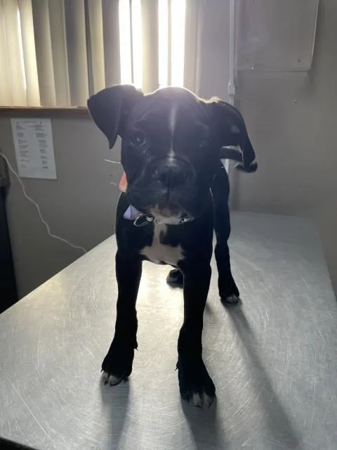 A baby small-sized male Boxer dog named Blackjack for adoption in Redlands, CA