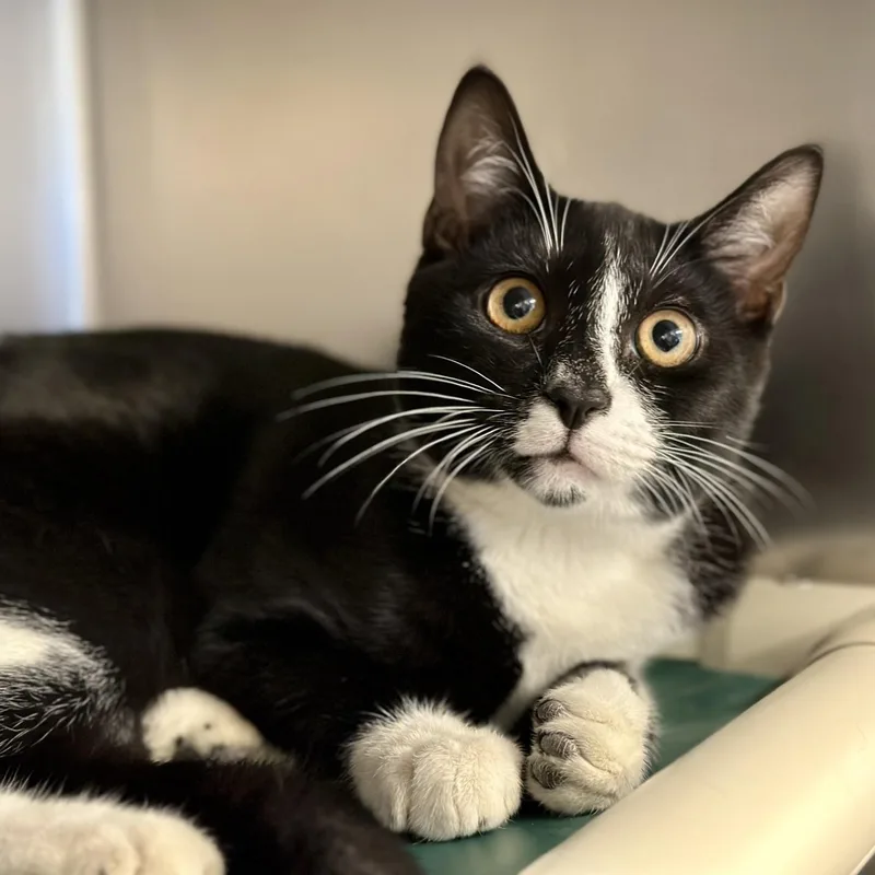 An adult medium-sized male Black & White / Tuxedo Domestic Short Hair cat named Pablo for adoption in Manahawkin, NJ