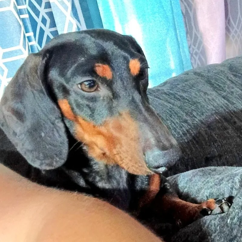 An adult small-sized male Bicolor Dachshund dog named Oscar Meyer for adoption in CORPUS CHRISTI, TX