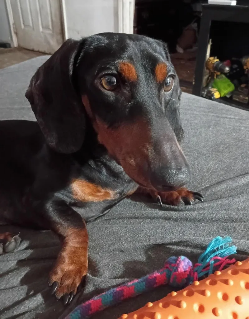 Oscar Meyer thumbnail 2