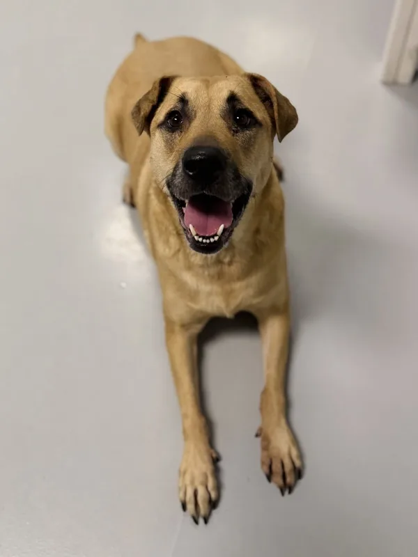 An adult medium-sized female Labrador Retriever dog named Scoobie for adoption in Topeka, KS