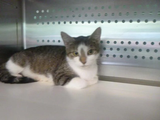 A young small-sized female Domestic Short Hair cat named Abby for adoption in Kalamazoo, MI