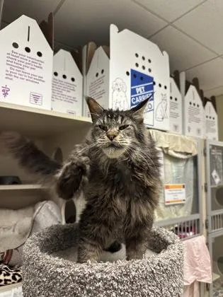 A senior small-sized female Maine Coon cat named Anne for adoption in Quakertown, PA