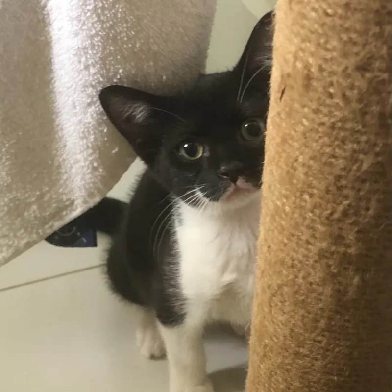 A baby small-sized female Black American Shorthair cat named Abby for adoption in Freeport, FL