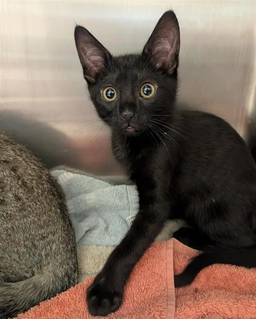A baby small-sized male Domestic Short Hair cat named Brioche for adoption in Sacramento, CA