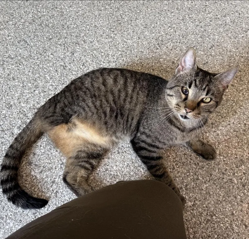 Bartholemeow