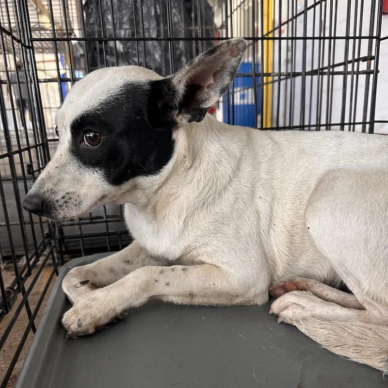 An adult medium-sized female White / Cream Terrier dog named Kia for adoption in Edinburg, TX