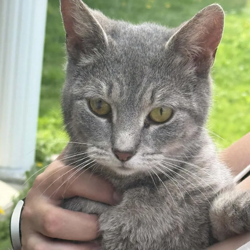 An adult small-sized female Gray / Blue / Silver Domestic Short Hair cat named Whisper for adoption in Falls Church, VA