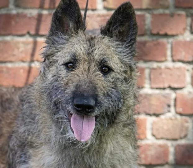An adult large-sized male Yellow / Tan / Blond / Fawn Belgian Shepherd / Laekenois dog named Leo for adoption