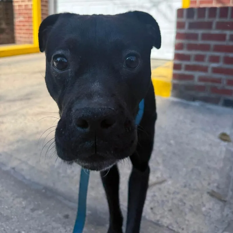 A young large-sized male Black Labrador Retriever dog named Liberty Knight for adoption in Long Island City, NY