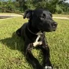 A young medium-sized female Black Terrier dog named Ursula for adoption in Tampa, FL
