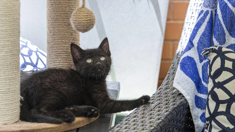 A baby medium-sized male Black Domestic Short Hair cat named Clarence for adoption in New York, NY