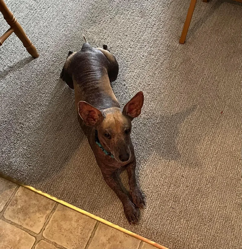 An adult medium-sized male Apricot / Beige Chihuahua dog named Miller for adoption in Green Bay, WI