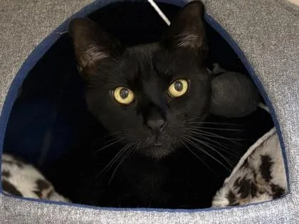 An adult medium-sized male Domestic Short Hair cat named Allen for adoption in Virginia Beach, VA
