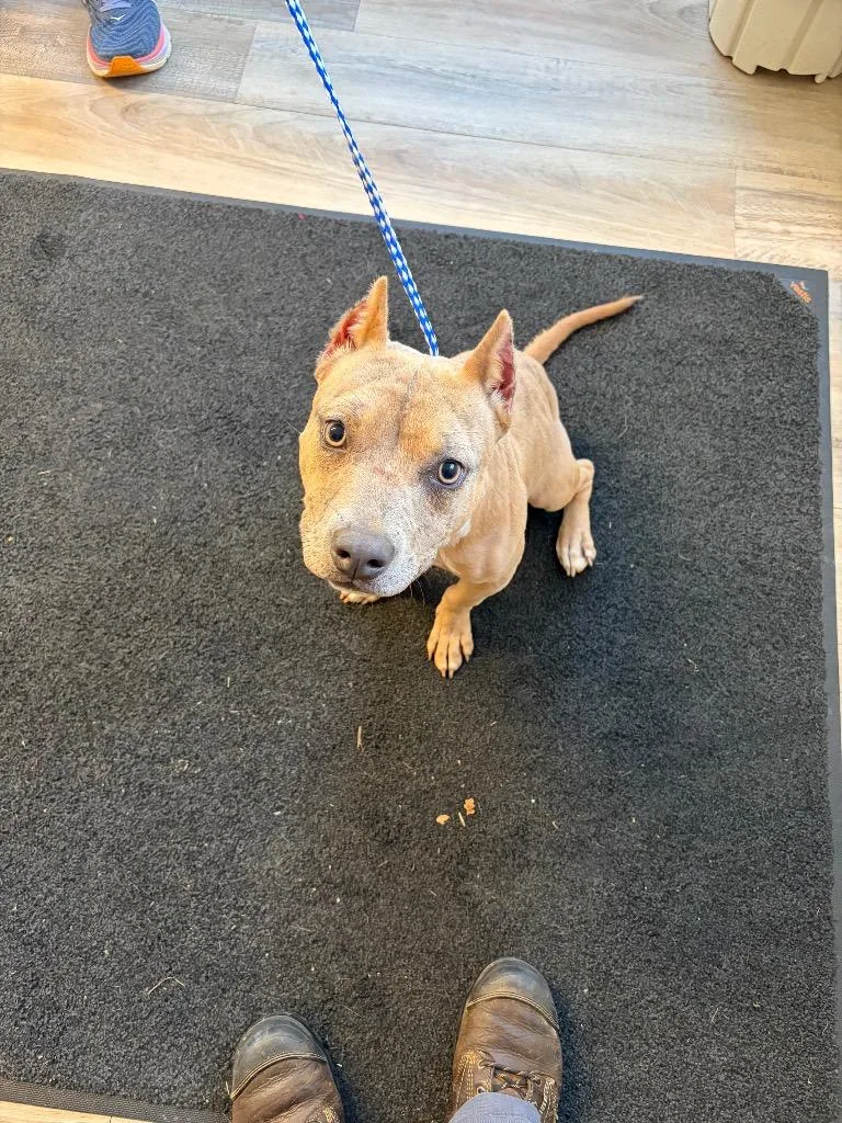 A young medium-sized female Bull Terrier dog named Penny for adoption in Russellville, KY