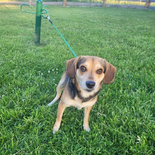An adult small-sized male Bicolor Beagle dog named Frankie  D for adoption in Frankfort, KY
